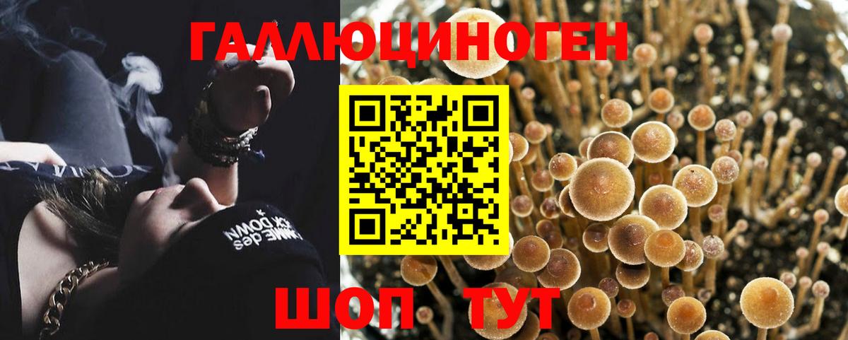 Новодвинск  Галлюциногенные грибы GOLDEN TEACHER  Вход с VPN  Псилоцибиновые грибы Psilocybine cubensis 